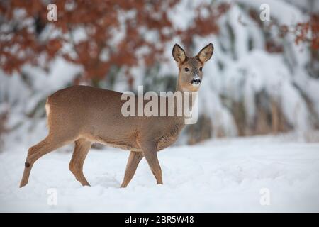 Rehe, Hyla arborea, in tiefem Schnee im Winter. Wilde Tiere bei Temperaturen unter dem Gefrierpunkt. Kalte Natur. Stockfoto