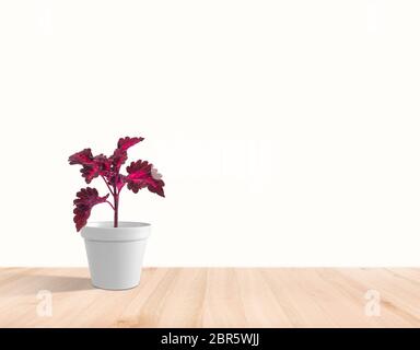 Schöne Zimmerpflanze coleus im Blumentopf auf weißem Hintergrund Stockfoto