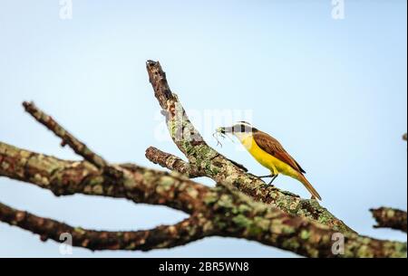 Große kiskadee Fütterung auf ein Insekt bei Rincon de la Vieja Nationalpark in Costa Rica Stockfoto