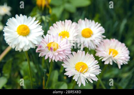 Nahaufnahme von weißen und rosa Frühlingsblumen und gelben Löwenzahn. Frühling blüht an einem hellen sonnigen Frühlingstag. Blumenstimmung. Stockfoto