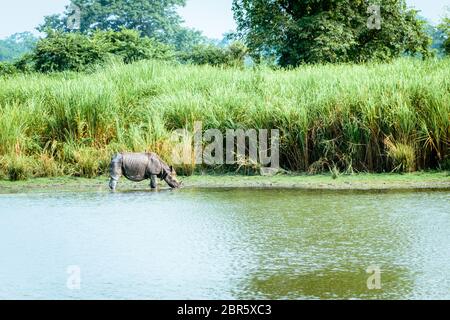 Indische - rhino Rhinoceros gehörnten im Kaziranga National Park, Indien. Juvenile grössere - gehörnte Rhino (Rhinoceros unicornis) auch in Chitwan n gefunden Stockfoto