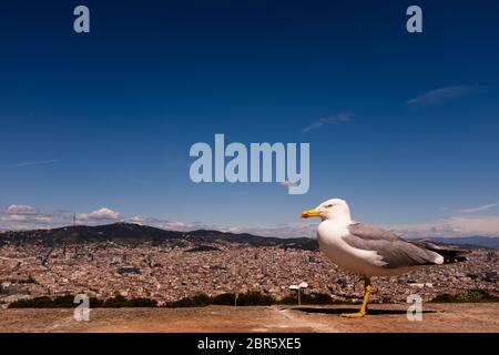 Möwe auf Mauer gegen Stadtbild. Ein Blick auf Barcelona vom Montjuïc Schloss, blauer Himmel, horizontale Komposition, kopieren. Stockfoto