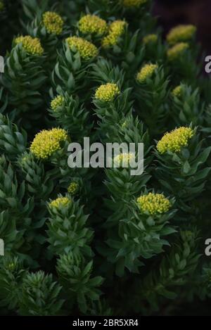 Rhodiola rosea Nahaufnahme nach Sonnenuntergang. Stockfoto