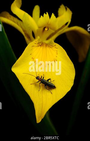 Insekt auf dem Blütenblatt einer Iris pseudacorus Blume Stockfoto
