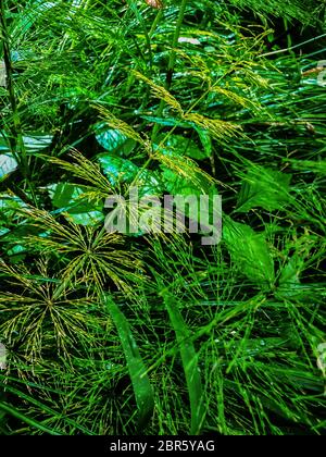 Grüne Grasstruktur mit langen dünnen Grashalmen nach Regen. Saftige Graswiese. Frischer Rasen Hintergrund. Wachstumshintergrund im Frühjahr. Sommerpflanzen. Ländlich Stockfoto