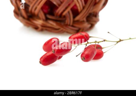 Berberitze Zweig mit reife Beeren und Korb mit Beeren auf einem weißen Hintergrund. Ernte. Stockfoto