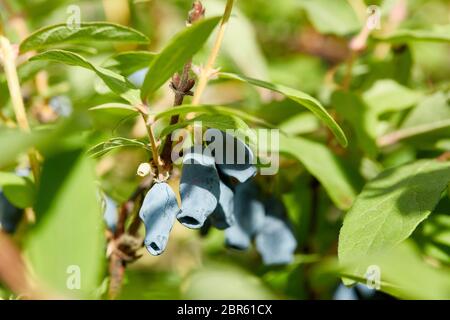 Die blauen reifen Beeren der Geißel auf dem Ast mit den Blättern des Busches (lat. Lonicera edulis, Lonícera caerulea). Gartenarbeit. Sommerzeit, um ber zu ernten Stockfoto