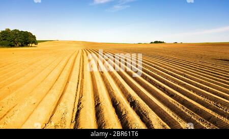 Landwirtschaftliche Landschaft, landwirtschaftliche Kulturpflanzen. Kartoffeln Feld nach der mechanisierten Einpflanzen. Spargel Feld mit Bewässerungsanlage. Lineare Landwirtschaft. Minsk Stockfoto