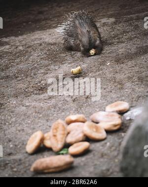 Porcupine Turin 20-5-2020 Murazzano ( Cuneo ) der Safaripark Langhe ist seit März wegen des Notfalls Covid-19 geschlossen. Um die Tiere weiter zu füttern und zu pflegen, mussten sie sich bei Gastronomen, Bauern und Ladenbesitzern um Hilfe bemühen, um Futter für die Tiere zu spenden. Geboren 1976 in Murazzano in der schönen Langhe Gegend, ist der Park Heimat zahlreicher Arten wie Zebras, Jaguare, Wölfe, Kamele, Kängurus, Flusspferde und viele andere Arten Torino 20 Maggio 2020 Parco Safari delle Langhe - Murazzano - Cuneo - 20/05/2020. Chiuso fin dal mese di Marzo per via dell Stockfoto