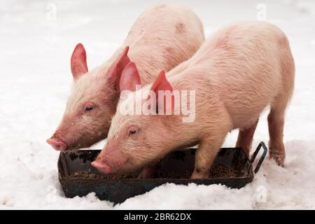 Zwei kleine junge Schweine fressen im Winter auf dem Schnee. Stockfoto