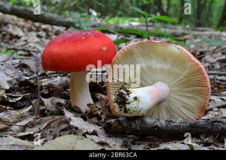 Zwei Russula rosea oder Russula lepida oder Rosy Brittlegill Pilze in natürlichen Lebensraum, Eichenwald, ungenießbar, aber schön, Dekoration von Waldboden, Stockfoto