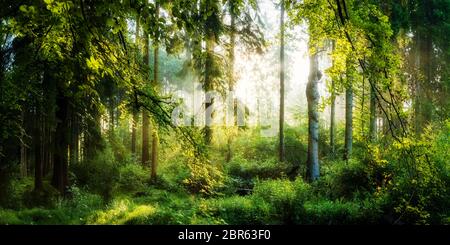 Sonnenaufgang im Wald, verträumte Szene in den Morgenstunden Stockfoto