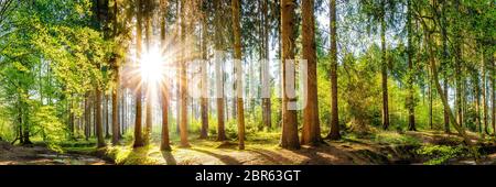 Wald im Frühling, Panorama einer Idylllischen Landschaft mit Bäumen und Sonne Stockfoto