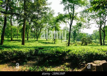 Tee Plantage im Asam Indien. Landschaft der Teeplantagen. Tee Plantage mit blauem Himmel am Morgen. Schönen Kaffee. Frische Teeblätter in einem te Stockfoto