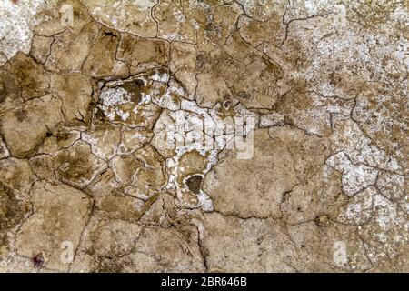 Hohen Winkel riparian closeup in einer Salzlake Lagune in der Camargue, eine Region im Süden Frankreichs Stockfoto