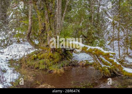 Landschaft rund um einen See namens Hintersee in Bayern im Winter Stockfoto