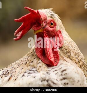 Tierporträt von weiß gesprenkelten Hahn mit großem Wappen auf dem Kopf. Stockfoto