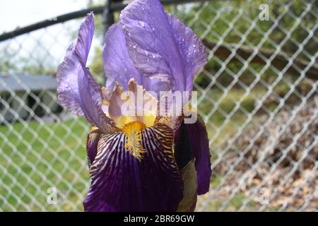 Große, nasse, mehrfarbige, bärtige Iris-Blüte vor einem verschwommenen Kettengliedzaun an einem sonnigen Tag Stockfoto