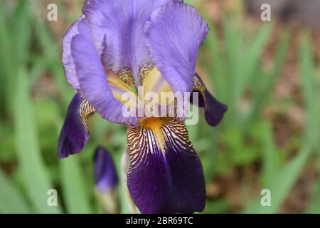 Große, mehrfarbige, bärtige Iris Blume auf einem verschwommenen grünen Hintergrund Stockfoto