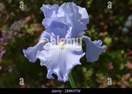 Große hellblaue Iris Blume auf einem dunklen, absichtlich verschwommenen Hintergrund Stockfoto