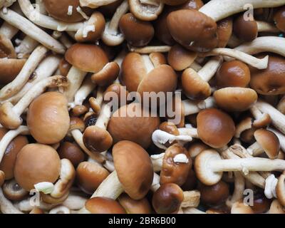 Cyclocybe aegerita (aka Poplar mushroom, kastanie Pilz oder Samt pioppini) Pilze essen Stockfoto