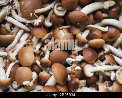 Cyclocybe aegerita (aka Poplar mushroom, kastanie Pilz oder Samt pioppini) Pilze essen Stockfoto