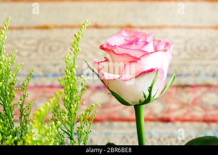 Eine blass rosa Rose mit Scarlet Margen in Nahaufnahme mit einem weichen Hintergrund. Ansicht von oben und Aussicht, Stockfoto