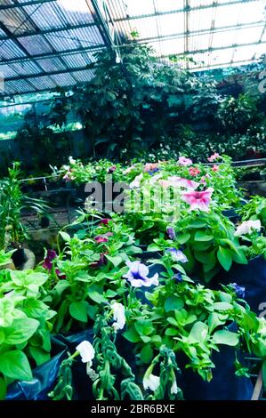 Gewächshauspflanzen, Blumengirurnschule, Blumen und Gänseblümchen in der Agri Horticultural Society of India. Stockfoto