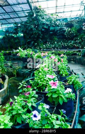 Reihe formgehölze Blumen in Töpfe für Verkauf an einer Baumschule oder Gärtnerei in der Nähe von Lal Beutel, Bangalore, Indien Stockfoto