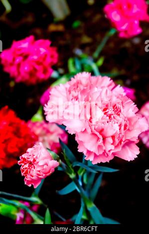 Dianthus caryophyllus, Nelke oder nelke Rosa ist eine Pflanzenart aus der Gattung Dianthus. Es ist eine mehrjährige krautige Pflanze. Die nelke ist die nationale Blume der Stockfoto