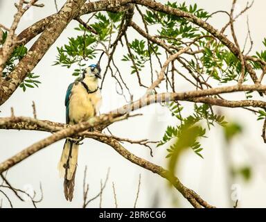 White-throated Magpie-Jay Bird bei Rincon de la Vieja Nationalpark in Costa Rica Stockfoto