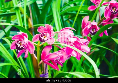 Gladiolen oder Marsh gladiolus, auch das Wort "Lily" genannt, ist eine Pflanzenart aus der Gattung der beständigen cormous blühende Pflanzen heimisch in Frankreich, der Schweiz, Deutschland, C Stockfoto