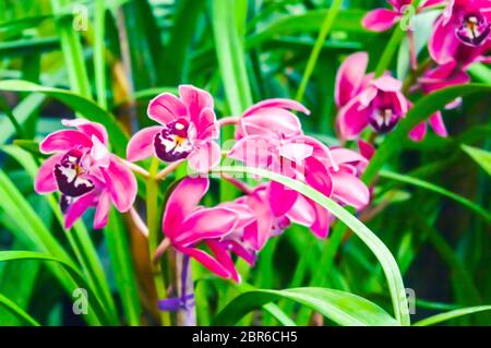 Gladiolen oder Marsh gladiolus, auch das Wort "Lily" genannt, ist eine Pflanzenart aus der Gattung der beständigen cormous blühende Pflanzen heimisch in Frankreich, der Schweiz, Deutschland, C Stockfoto
