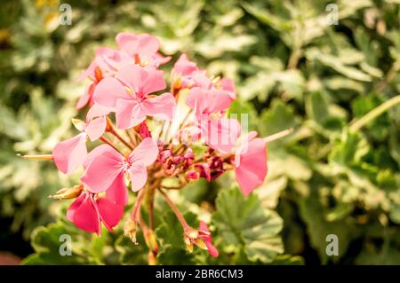 Canna Canna Lilie, Lilie oder auch "indischen, afrikanischen Maranta, lila Sierra Leone Pfeilwurz, eine blühende Pflanzen ist nur Gattung in Cannaceae fam Stockfoto