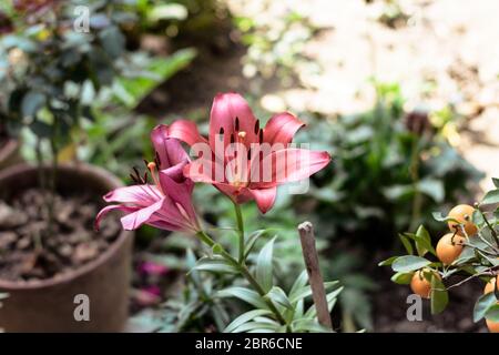 Lilium bulbiferum, allgemeinen Namen orange Lilie, Lilie und Tiger Lily, Bären groß, Fiery orange Blumen von Flecken bedeckt. Eine asiatische Arten Stockfoto