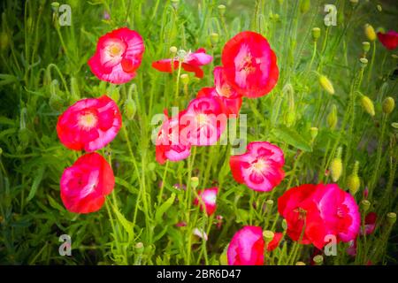 Petunia auch genannt Siam Tulip blühende Pflanzen Südamerikanischer Herkunft. Petunia ist eine Gattung von Pflanzen. Sie sind in der Familie der Nachtschattengewächse mit Bezug zu tobac Stockfoto