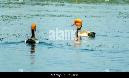 Ein paar Kolbenente (Netta rufina) Schwimmen in einer Reihe auf Chilka See Vogelschutzgebiet, Odisha, Indien. Stockfoto