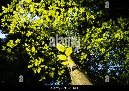 Von unten auf den Baum oben auf einem Baum im Dschungel Wald. Sonnenstrahlen in der Baumkrone. Natur Hintergrund Stockfoto
