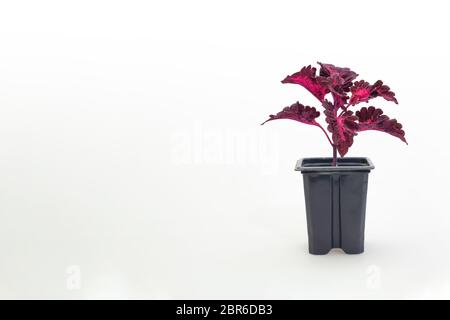 Schöne Zimmerpflanze coleus im Blumentopf auf weißem Hintergrund Stockfoto