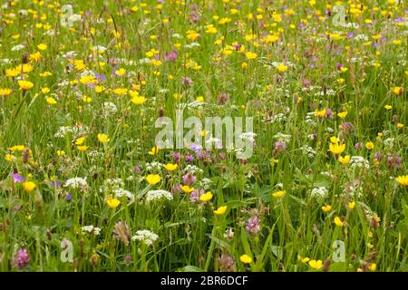 Blumen auf einer Wiese in der Nähe von Muker in Swaledale, Yorkshire Dales, Großbritannien Stockfoto