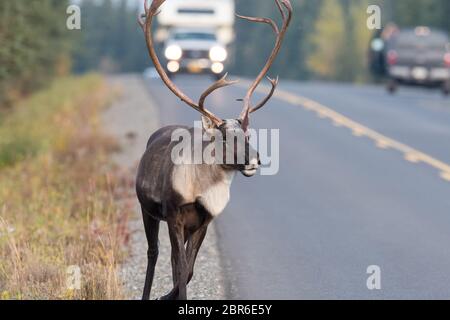 Ein Karibu mit einem großen Gepäckträger stoppt den Verkehr, um die Straße im Denali Nationalpark, Alaska, USA zu überqueren Stockfoto