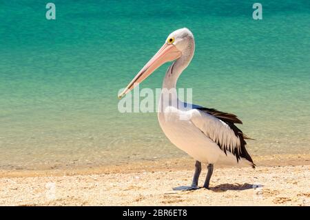 Australian pelican am Strand - Monkey Mia, WA, Australien Stockfoto