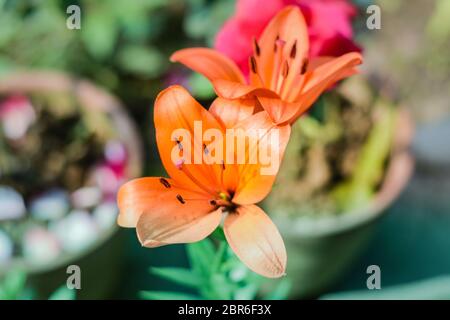 Schöne rosa und orange Blumen Trompete oder Posaune Kriechgang (Campsis radicans), als Kuh jucken oder Kolibri Rebsorten bekannt, in der Blüte mit Samen und l Stockfoto