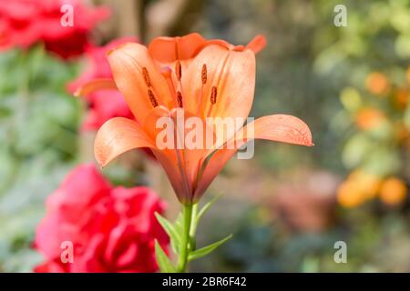 Campsis radicans, auch Trompete Rebe und Cow itch genannt, Kletterer native im Osten und im Süden der USA; sie produziert terminal Cluster von tubula Stockfoto