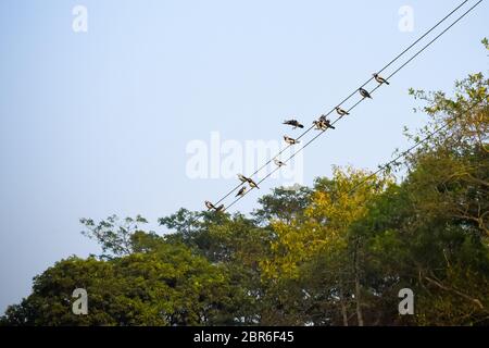 Viele Sperlinge oder der Familie des aus Vögel auch als wahre Spatzen bekannt, Alte Welt sparrow Vögel sitzen auf ein elektrisches Kabel in der Stadt. Stockfoto