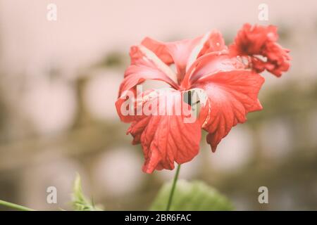 Eine Chaba Blume (Hibiscus rosa-sinensis) chinesische Rose, rote Farbe, blühen in Morgensonne in isolierten Hintergrund. Vintage Film anschauen, kopieren s Stockfoto