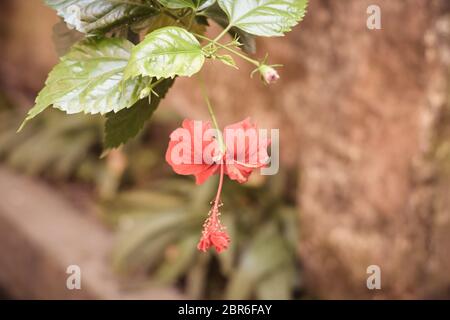 Eine Chaba Blume (Hibiscus rosa-sinensis) chinesische Rose, rote Farbe, nach unten hängend, blühen in Morgensonne in isolierten Hintergrund. Vintage film Stockfoto