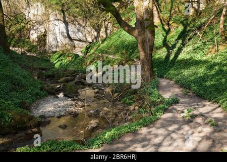 Der Fußweg nach Janets Foss bei Malham, Yorkshire Dales, Großbritannien Stockfoto