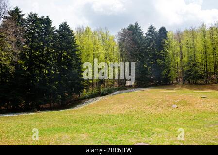 Bäume im Amiata Berg im Frühjahr Saison, Toskana, Italien Stockfoto