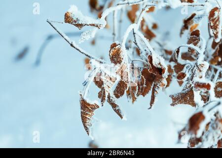 Gelbe Blätter auf Zweige im Raureif im Winter. Stockfoto